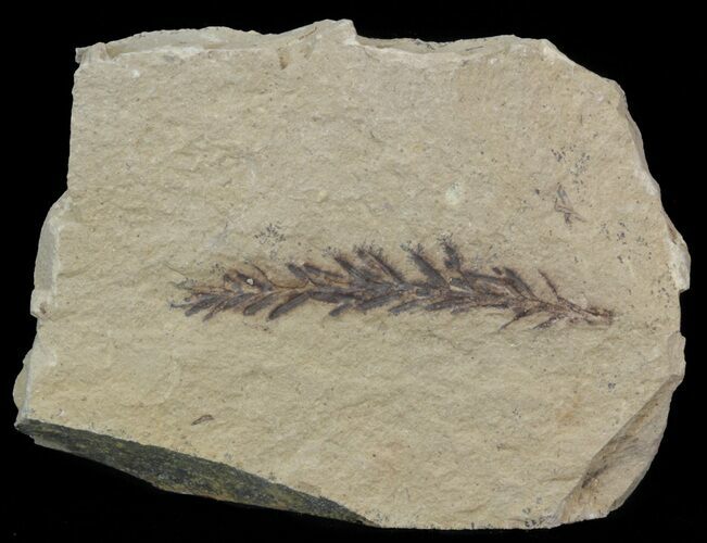 Metasequoia (Dawn Redwood) Fossil - Montana #41413